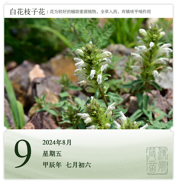 1722569189271956.png 箴历日历8-9.png