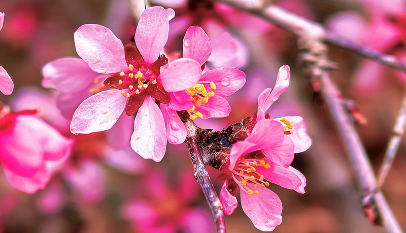 春动陇原·陇拍客|一抹嫣红凝崖壁 满川春讯赴祁连