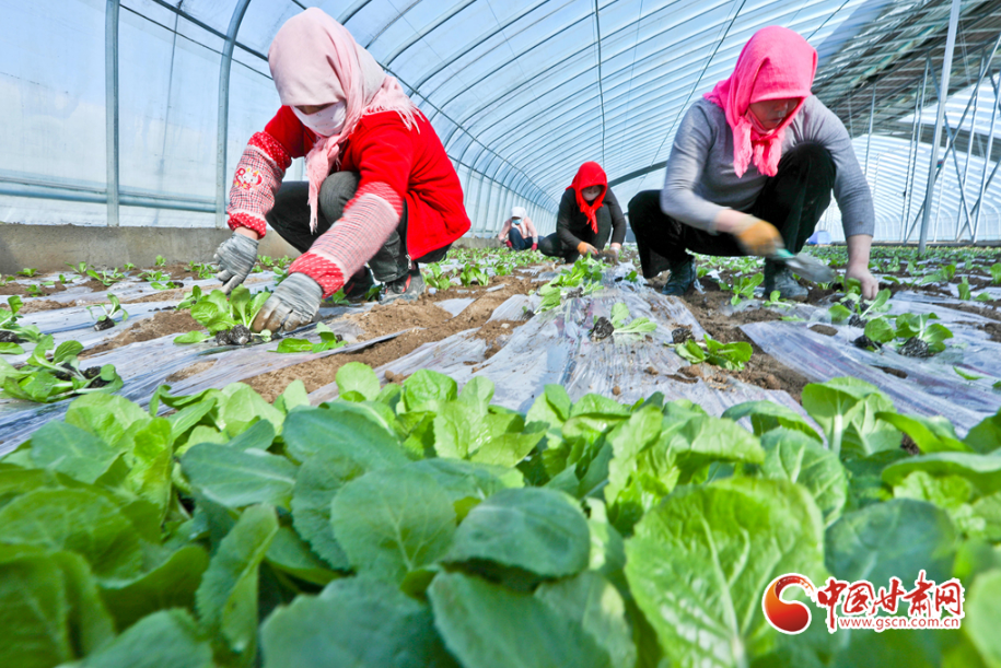 凯发k8张掖：春到农事忙